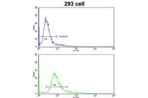 Flow Cytometry (FACS) image for anti-Homeobox A5 (HOXA5) antibody (ABIN3002754) (HOXA5 antibody)