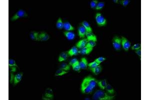 Immunofluorescence staining of Hela cells with ABIN7159205 at 1:66, counter-stained with DAPI. (MCHR2 antibody  (AA 1-39))