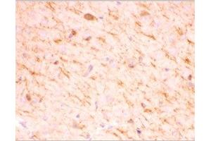IHC-P testing of mouse brain tissue (SIRT2 antibody  (AA 165-187))