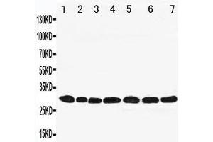 Western Blotting (WB) image for anti-Peroxiredoxin 4 (PRDX4) (AA 253-271), (C-Term) antibody (ABIN3043023)