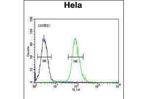 Flow cytometric analysis of Hela cells (right histogram) compared to a negative control cell (left histogram). (Claudin 7 antibody  (C-Term))