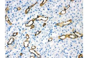IHC testing of FFPE mouse kidney with Aquaporin 1 antibody.