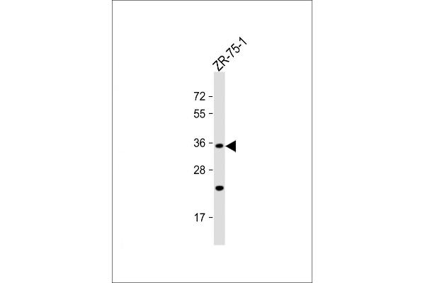 OR2L8 antibody  (C-Term)