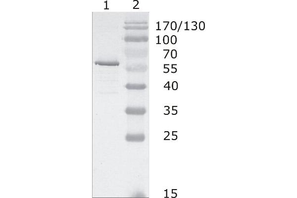 HIV-1 p24 antibody  (AA 48-62)