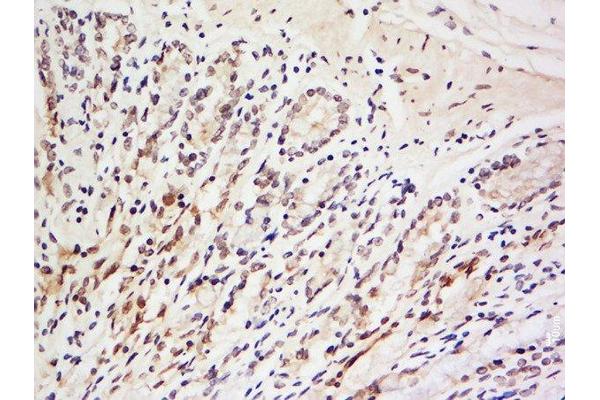 LRRC39 antibody  (AA 101-200)