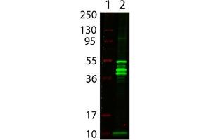 Image no. 1 for anti-MBP Tag antibody (ABIN401023) (MBP Tag antibody)