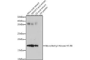 Western blot analysis of extracts of various cell lines, using MonoMethyl-Histone H3-R8 antibody (ABIN3017482, ABIN3017483, ABIN3017484 and ABIN6220107) at 1:500 dilution. (Histone 3 antibody  (H3R8me))