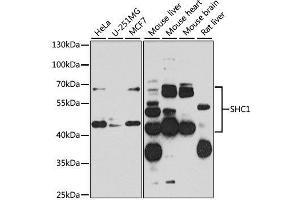Western blot analysis of extracts of various cell lines, using SHC1 antibody.