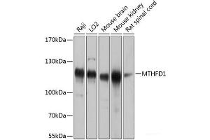 Western blot analysis of extracts of various cell lines using MTHFD1 Polyclonal Antibody at dilution of 1:1000. (MTHFD1 antibody)