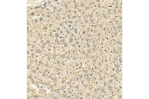 Immunohistochemistry analysis of paraffin embedded mouse liver using Cathepsin-Z (ABIN7073350) at dilution of 1: 600 (Cathepsin Z antibody)