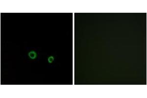 Immunofluorescence analysis of MCF7 cells, using TAS2R10 Antibody. (TAS2R10 antibody  (AA 122-171))