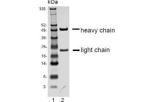 SDS-PAGE analysis of purified D6 monoclonal antibody. (FPR2 antibody)