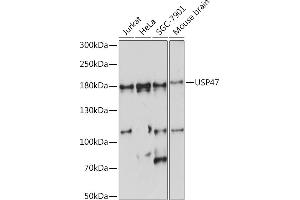 Western blot analysis of extracts of various cell lines, using USP47 Rabbit pAb (ABIN7271166) at 1:1000 dilution. (USP47 antibody  (AA 1128-1287))