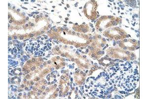 Image no. 1 for anti-Family with Sequence Similarity 174, Member B (FAM174B) (N-Term) antibody (ABIN203450) (FAM174B antibody  (N-Term))