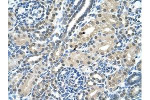 SBDS antibody was used for immunohistochemistry at a concentration of 4-8 ug/ml to stain Epithelial cells of renal tubule (arrows) in Human Kidney. (SBDS antibody  (C-Term))
