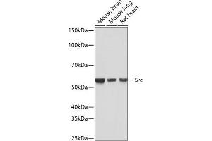 Western blot analysis of extracts of various cell lines, using Src antibody (ABIN7269727) at 1:1000 dilution. (Src antibody)