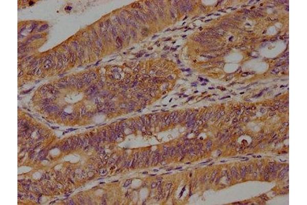 AXIN2 antibody  (AA 56-73)