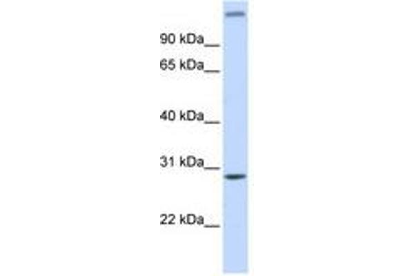 ALKBH2 抗体  (AA 108-157)