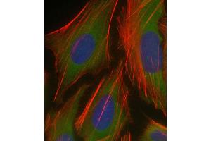 Immunofluorescent analysis of 4 % paraformaldehyde-fixed, 0. (PKN1 antibody  (AA 836-870))