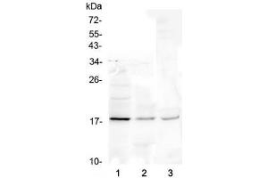 Western blot testing of 1) human Jurkat, 2) rat liver and 3) mouse liver lysate with Ribonuclease 3 antibody at 0. (RNASE3 antibody  (AA 28-160))