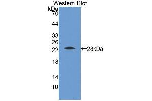 Western Blot; Sample: Recombinant protein. (Apolipoprotein M antibody  (AA 22-188))