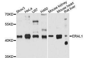 Western blot analysis of extracts of various cell lines, using ERAL1 antibody. (ERAL1 antibody  (AA 198-437))