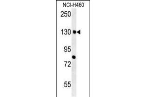 Western blot analysis in NCI-H460 cell line lysates (35ug/lane). (CTTNBP2 antibody  (N-Term))