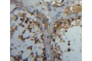 IHC-P analysis of testis tissue, with DAB staining. (CA5B antibody  (AA 34-317))