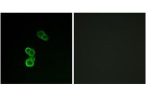 Image no. 1 for anti-Growth Associated Protein 43 (GAP43) (pSer41) antibody (ABIN2888422) (GAP43 antibody  (pSer41))