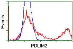 Image no. 1 for anti-PDZ and LIM Domain 2 (PDLIM2) antibody (ABIN1500125)