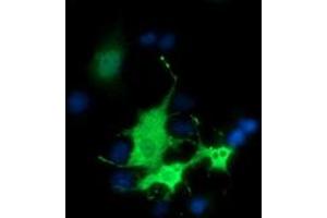 Anti-BEST3 mouse monoclonal antibody (ABIN2452806) immunofluorescent staining of COS7 cells transiently transfected by pCMV6-ENTRY BEST3 (RC218436). (Bestrophin 3 antibody)