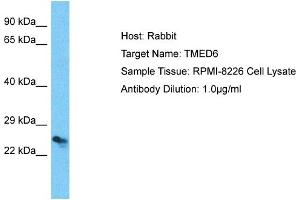 Host: Rabbit Target Name: TMED6 Sample Type: RPMI-8226 Whole Cell lysates Antibody Dilution: 1. (TMED6 antibody  (C-Term))