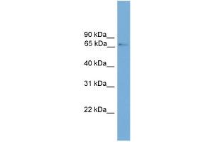 WB Suggested Anti-Prox2 Antibody Titration:  0. (PROX2 antibody  (N-Term))