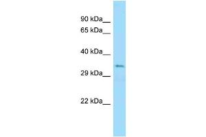 WB Suggested Anti-Ubb Antibody Titration: 1. (Ubiquitin B antibody  (N-Term))