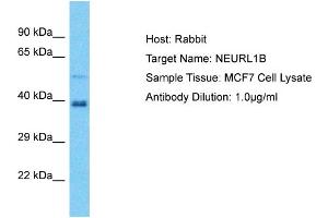 Host: Rabbit Target Name: NEURL1B Sample Tissue: Human MCF7 Whole Cell Antibody Dilution: 1ug/ml (NEURL1B antibody  (C-Term))