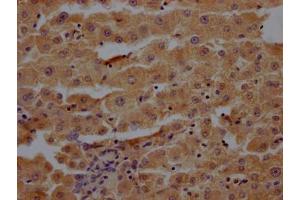 IHC image of ABIN7166472 diluted at 1:200 and staining in paraffin-embedded human liver tissue performed on a Leica BondTM system. (Proteoglycan 4 antibody  (AA 25-156))