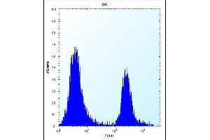 CPN1 Antibody (Center) (ABIN656809 and ABIN2846023) flow cytometric analysis of 293 cells (right histogram) compared to a negative control cell (left histogram). (CPN1 antibody  (AA 210-240))