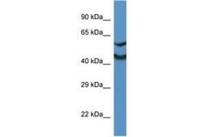 Image no. 1 for anti-NDRG Family Member 2 (NDRG2) (N-Term) antibody (ABIN6746003) (NDRG2 antibody  (N-Term))