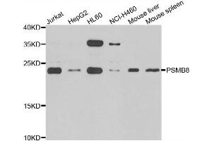 Western blot analysis of extracts of various cell lines, using PSMB8 antibody. (PSMB8 antibody)