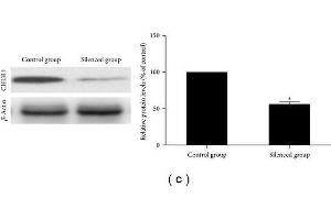 Western Blotting (WB) image for anti-Chitinase 3-Like 1 (Cartilage Glycoprotein-39) (CHI3L1) (AA 301-383) antibody (ABIN2173010)
