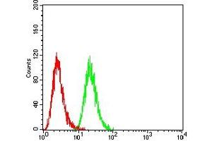 Flow cytometric analysis of Hela cells using SETD7 mouse mAb (green) and negative control (red). (SETD7 antibody  (AA 107-366))