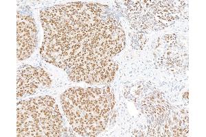 Immunohistochemistry (IHC) image for anti-Ubiquilin 4 (UBQLN4) (AA 2-601) antibody (ABIN7453990)