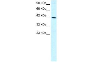 WB Suggested Anti-FOXF2 Antibody Titration: 1.