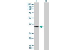 Western Blot analysis of FOSL1 expression in transfected 293T cell line by FOSL1 MaxPab polyclonal antibody. (FOSL1 antibody  (AA 1-271))