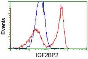 Image no. 3 for anti-Insulin-Like Growth Factor 2 mRNA Binding Protein 2 (IGF2BP2) antibody (ABIN1498825) (IGF2BP2 antibody)