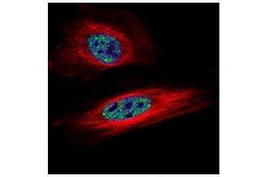 ICC/IF Image Confocal immunofluorescence analysis (Olympus FV10i) of paraformaldehyde-fixed HeLa, using SNRPB, antibody (Green) at 1:500 dilution. (SNRPB antibody)