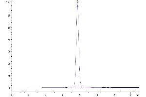 The purity of Mouse NKG2D is greater than 95 % as determined by SEC-HPLC. (KLRK1 Protein (AA 90-232) (Fc Tag))
