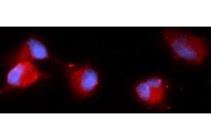 Immunofluorescence (IF) image for anti-Carbonic Anhydrase VIII (CA8) (AA 1-290) antibody (APC) (ABIN5568536) (CA8 antibody  (AA 1-290) (APC))