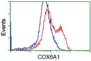 Image no. 1 for anti-Cytochrome C Oxidase Subunit VIa Polypeptide 1 (COX6A1) antibody (ABIN1497584)