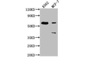Western Blot Positive WB detected in: K562 whole cell lysate, MCF-7 whole cell lysate All lanes: PTBP3 antibody at 1:2000 Secondary Goat polyclonal to rabbit IgG at 1/50000 dilution Predicted band size: 60, 57, 61, 50 kDa Observed band size: 60 kDa (PTBP3 antibody  (AA 37-55))